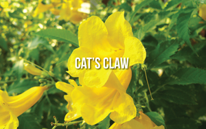 Cat’s Claw (Uncaria tomentosa)